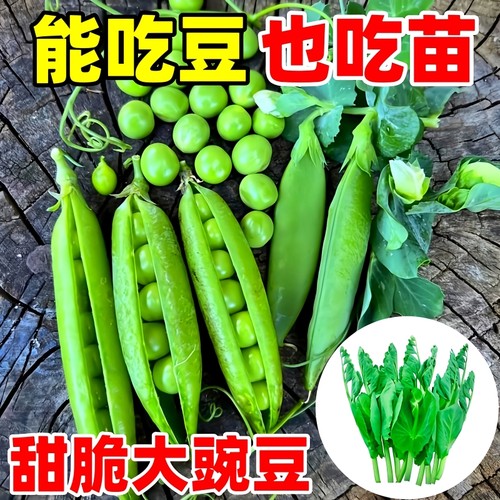 高产甜脆大豌豆种子可吃豆可吃苗