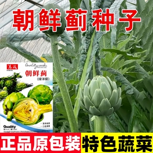 美国朝鲜蓟种子绿洋蓟种籽法国洋百合菜籽春秋季盆栽特色蔬菜种孑