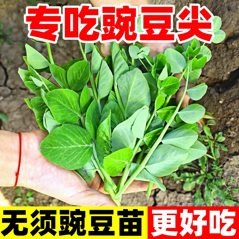正宗无须豌豆苗专吃豌豆尖可水培