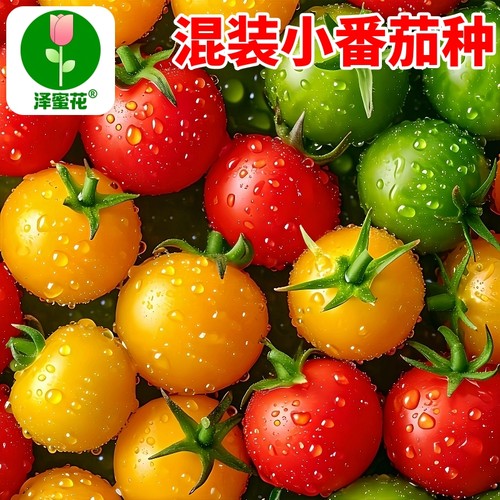 混装小番茄种子正品原包装包发芽