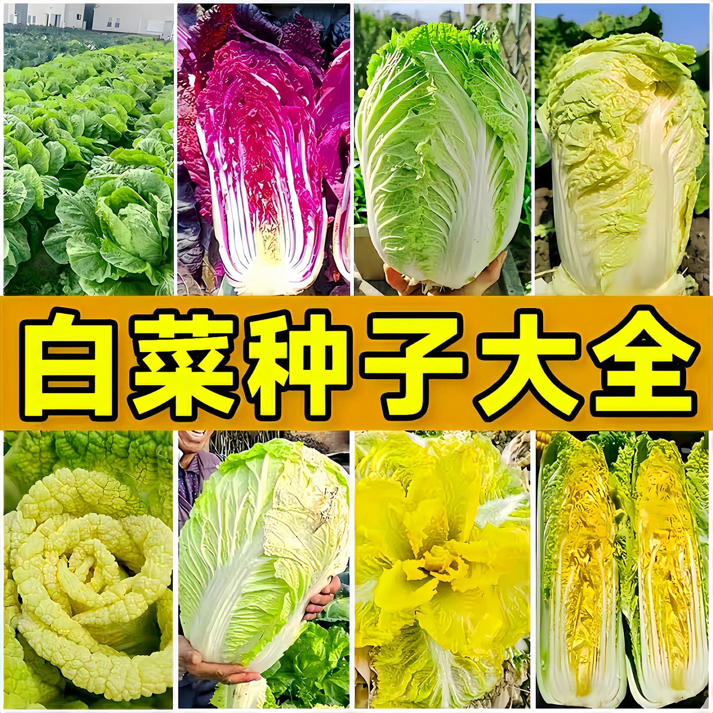 秋季白菜种子大全黄心大白菜种籽黄菜娃娃菜籽青菜种田园蔬菜种孑