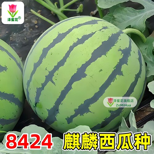 早佳8424麒麟大西瓜种子超甜薄皮