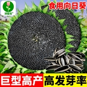 食用向日葵种子巨型高产瓜子种榨油观赏四季 播种易活油葵花籽种孑