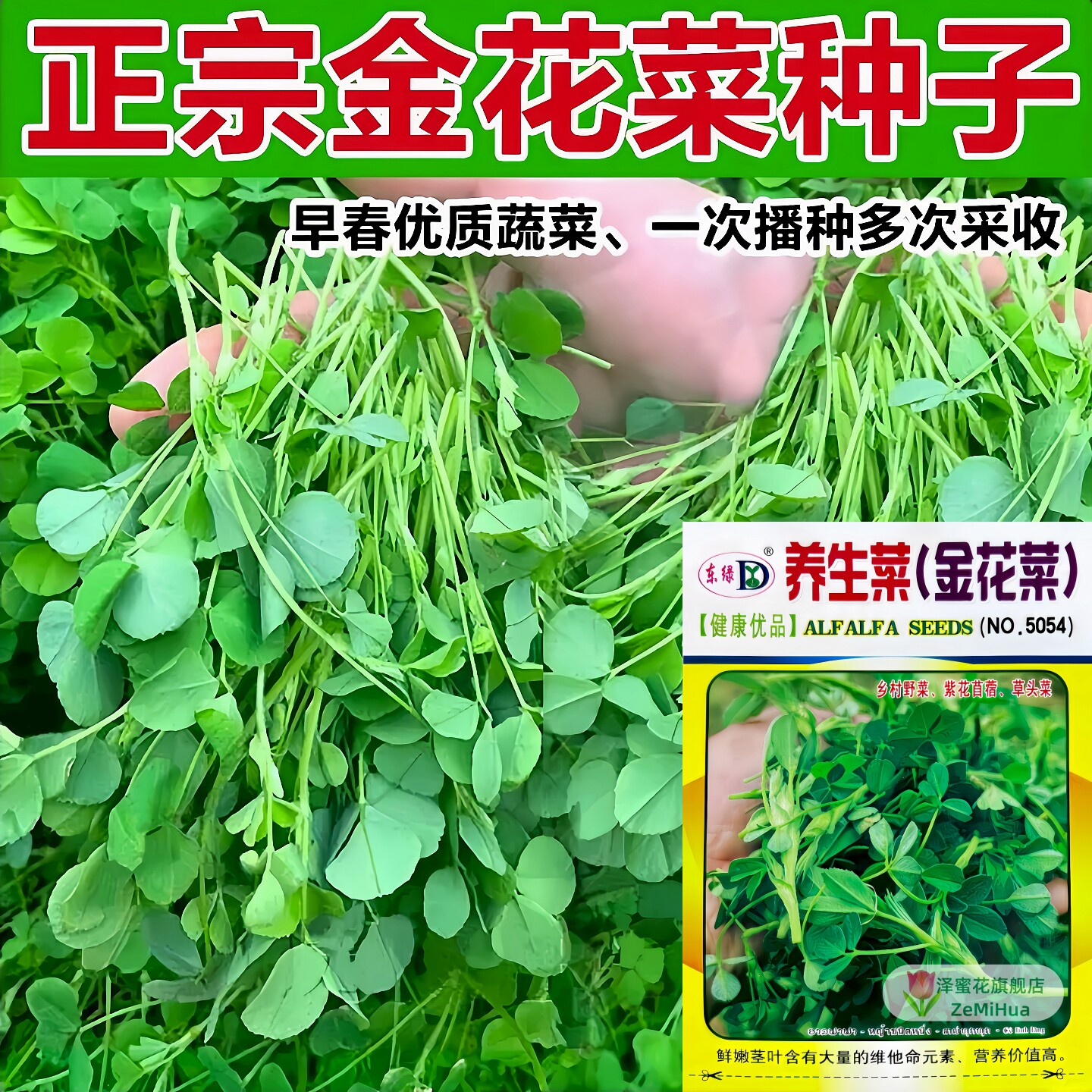 养生菜金花菜种子多年生乡村野菜多茬采摘苜蓿草头菜盆栽蔬菜种籽