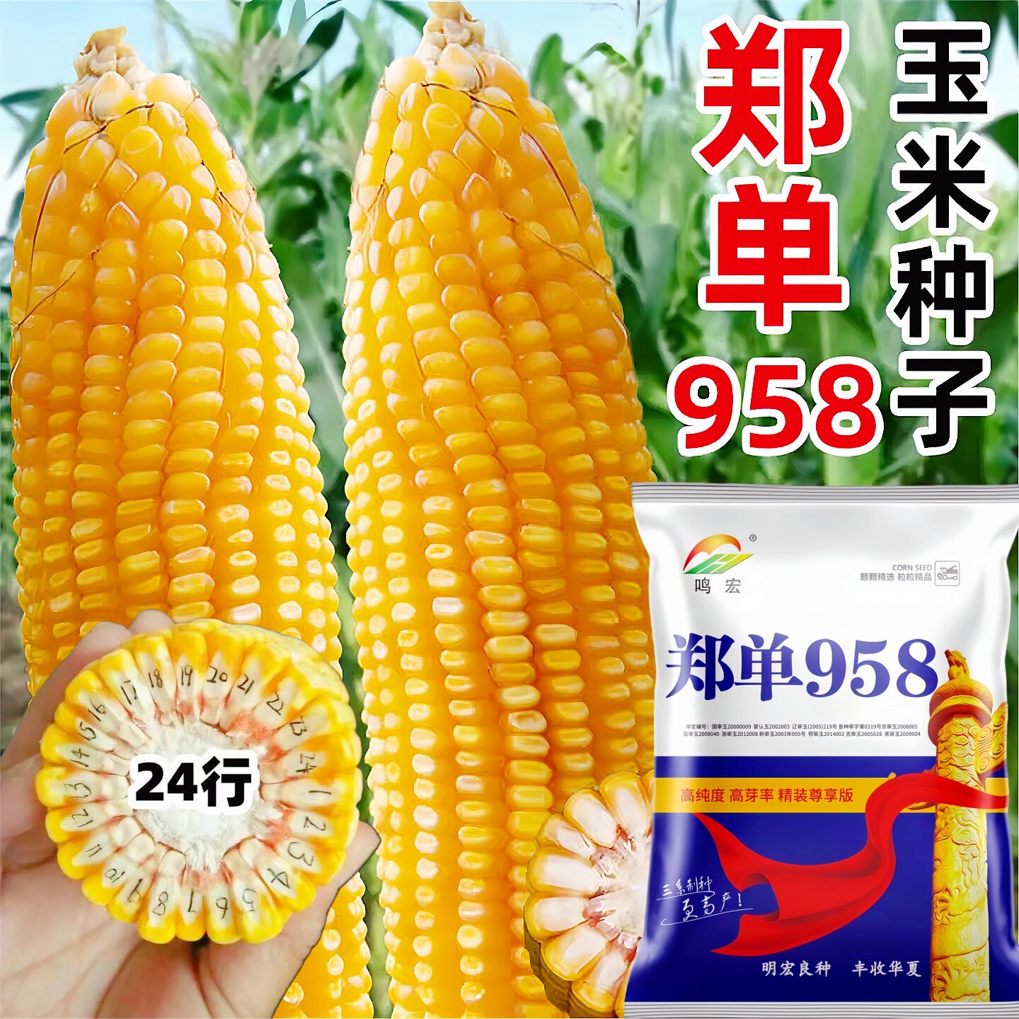 正品郑单958大田玉米种子早熟特高产抗倒伏国审玉米种杂交老品种