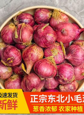 东北毛葱头农家特产新鲜种5斤小洋葱头迷你圆红葱头黑龙江