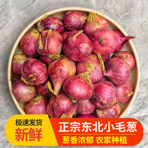 东北毛葱头农家特产新鲜种5斤小洋葱头迷你圆红葱头黑龙江