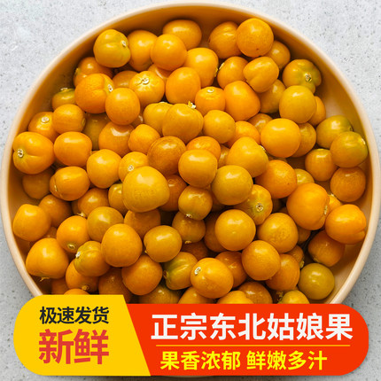 现货东北黄金姑娘果灯笼大水果菇娘当季新鲜采摘产地直发整箱