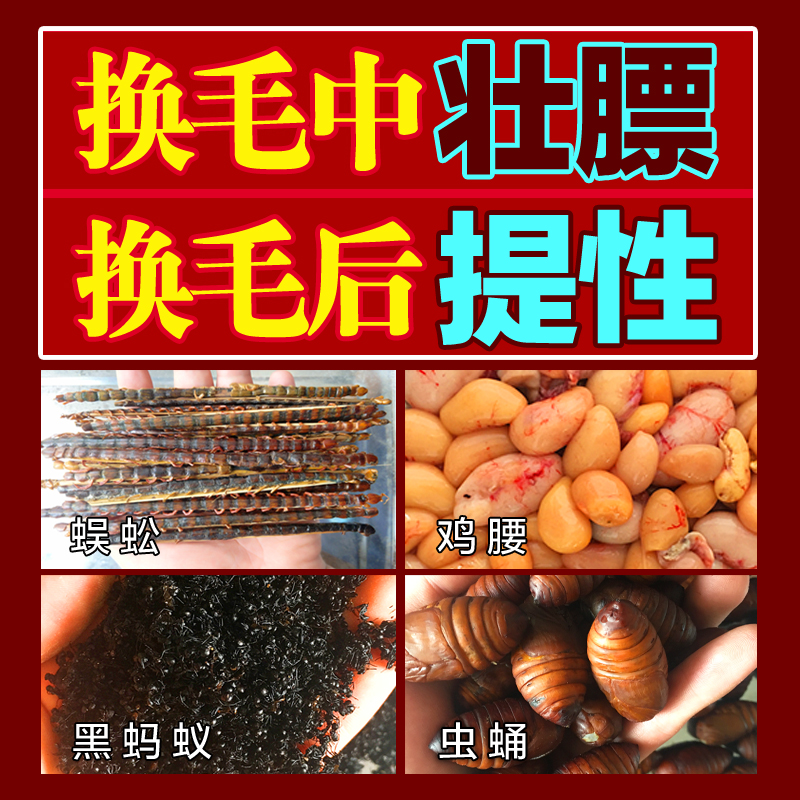 斗雀王手工画眉鸟食画眉鸟饲料唱鸟料斗鸟料提性壮膘专用料500g