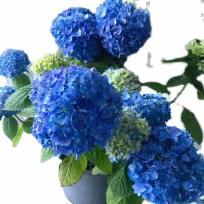 蓝宝石绣球1加仑