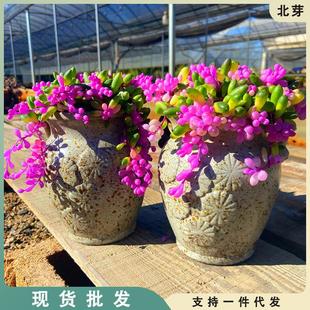 上新多肉植物即将开花可吊兰装 饰圆叶室内桌面花卉