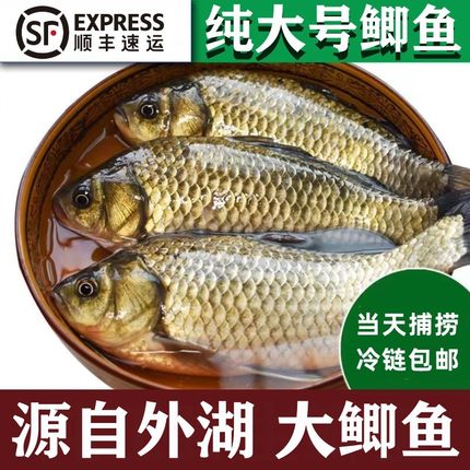 江苏大湖鲫鱼新鲜捕捞活鱼现杀保鲜到家特大鲫鱼下奶炖汤大板鲫