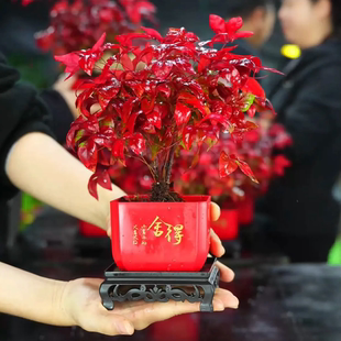 火焰南天竹室内耐寒花卉绿植净化空气好养