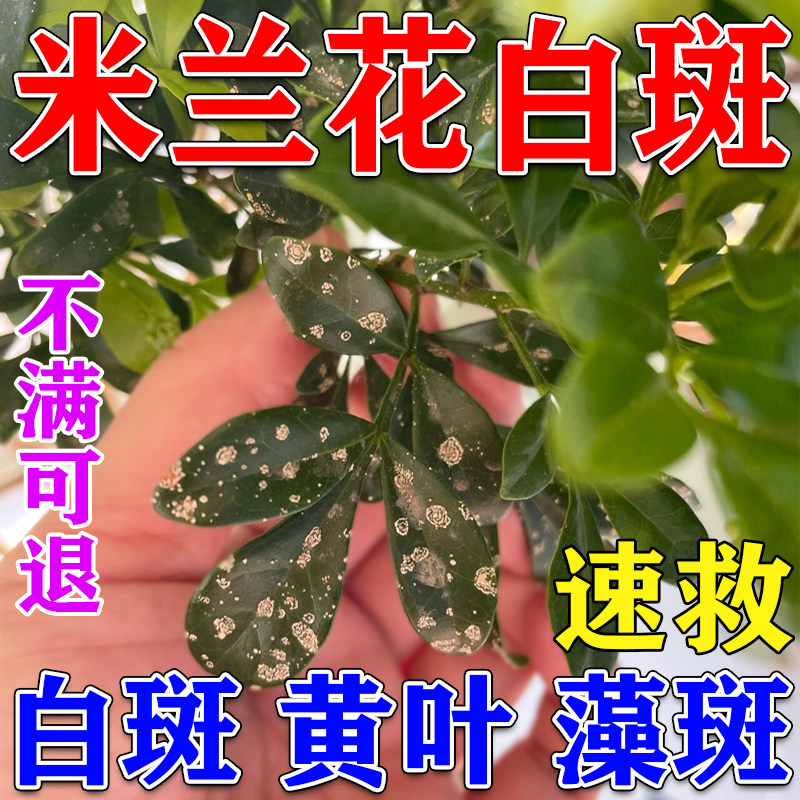 米兰花藻斑病专用肥米兰花叶子长白斑锈病植物菌立清杀菌剂营养液,鲜花速递/花卉仿真/绿植园艺,家庭园艺肥料,淘宝优惠券,粉丝福利购,淘宝优惠卷