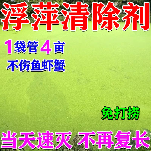 鱼池浮萍清除剂除绿藻青苔浮萍