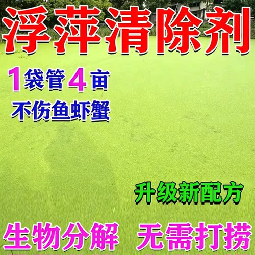 浮萍一次净鱼池浮萍清除剂
