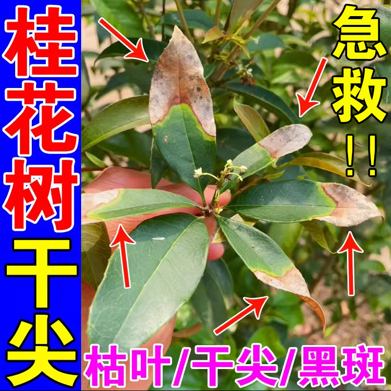 桂花枯叶病黄叶焦叶