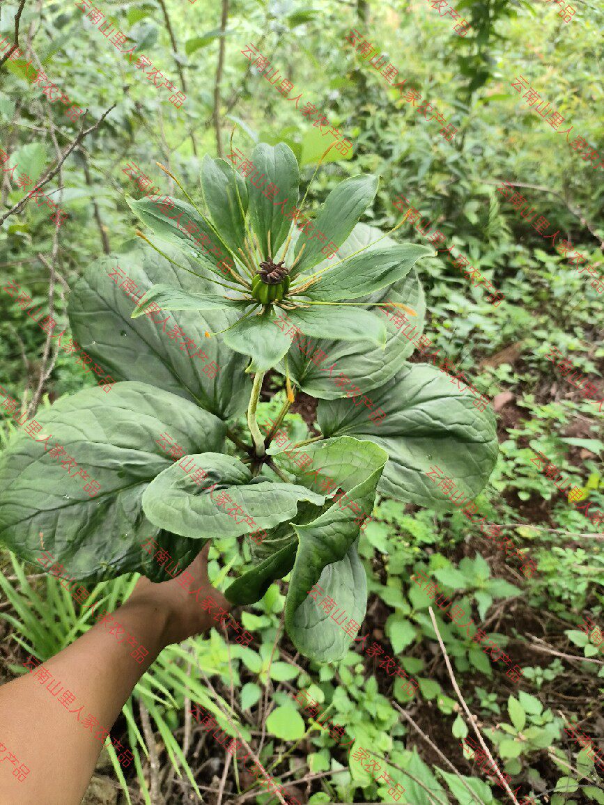 云南正宗四年重楼七叶一枝花滇重楼中药材正品独角莲可食用