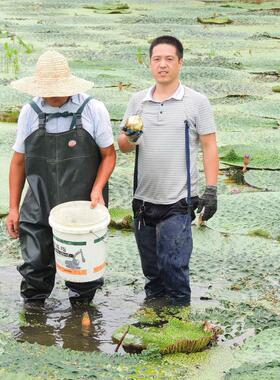 小颗粒】新货鸡州头干CBB货苏芡包实鸡头米米500g邮苏芡茨实米白
