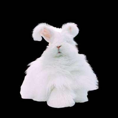 安哥拉兔网红小宠物学生适合养的小宠物大兔子活物家养兔子好.c.