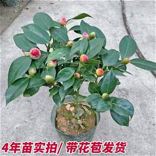 植树节春季树苗山茶花盆栽带花苞植物室内飘窗庭院阳台四季开花美