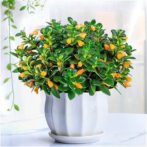 金鱼吊兰盆栽带花苞办公室装饰摆件好养易活绿植四季开花家养花卉