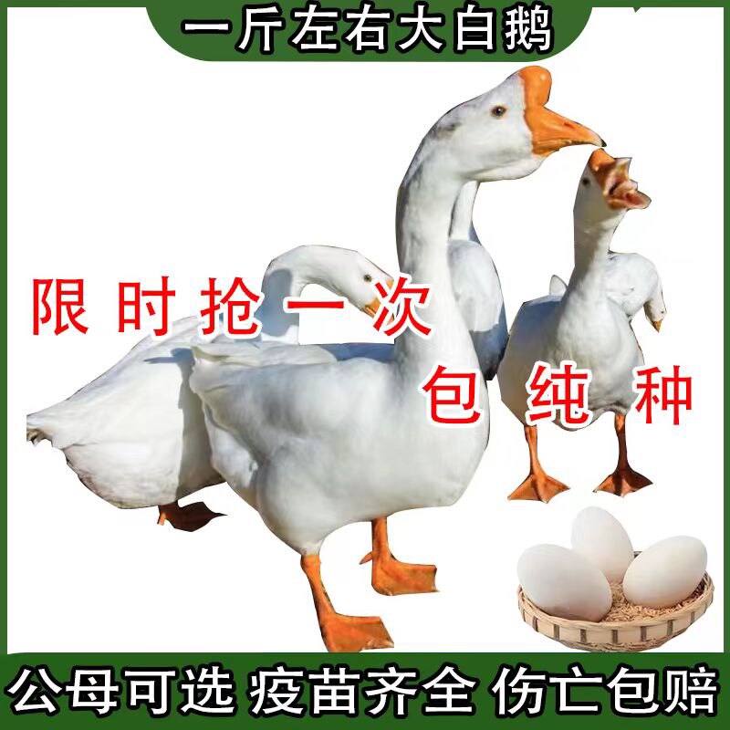 一斤大白鹅活苗幼苗小鹅仔三花鹅四季鹅产蛋鹅皖西大白鹅活体包邮属于什么档次？