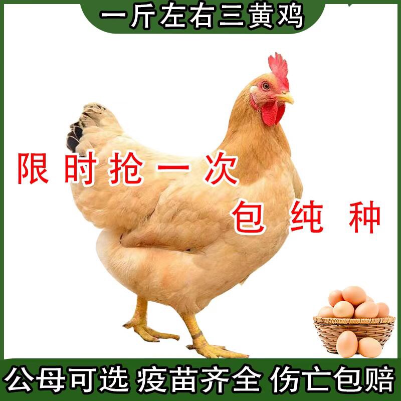 一斤三黄鸡幼苗土鸡活苗柴鸡笨鸡草鸡脱温苗半大鸡青年下蛋鸡活鸡_虎窝淘