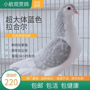 观赏鸽拉合尔企鹅鸽子宠物鸽子蓝色拉合尔种鸽幼鸽青年鸽包邮包活