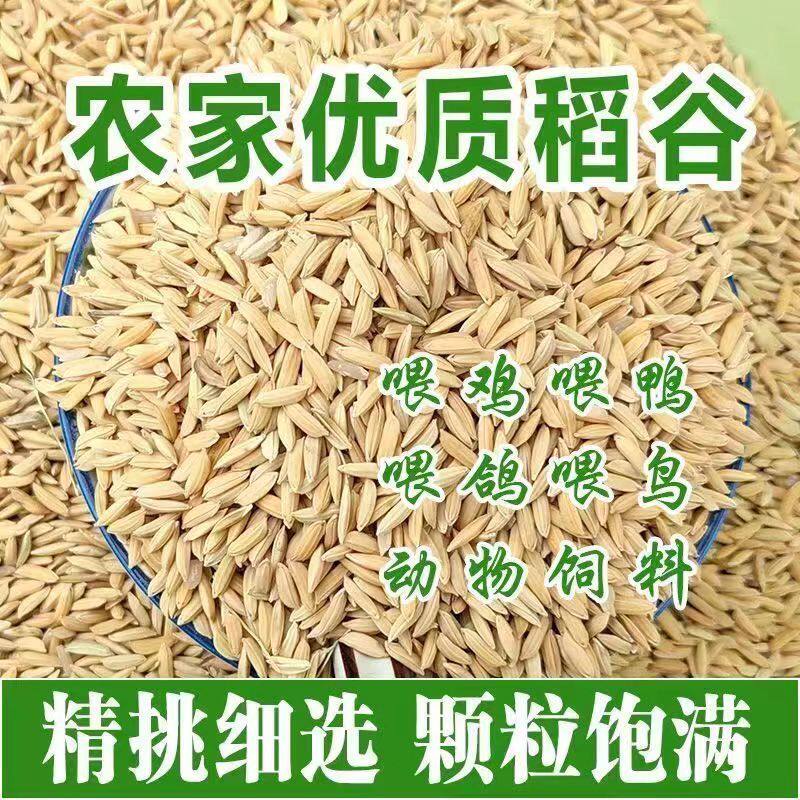 新稻谷40斤50斤100斤稻子带壳谷子喂鸡稻谷鸭鹅仓鼠宠物饲料批发