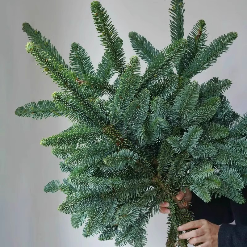 天然真诺贝松鲜切松枝圣诞节装饰