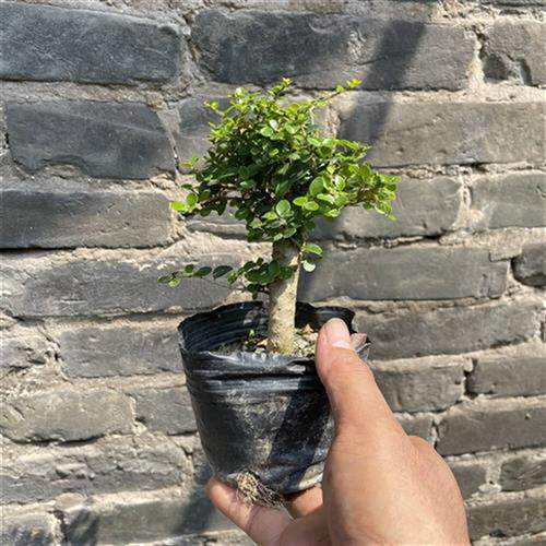 海南香兰树盆景稀有品种庭院悬崖造型植物名贵树种开花浓香