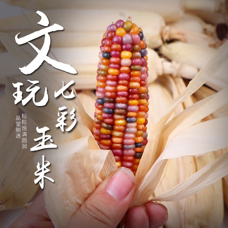 文玩玉米手把件彩色玉米毛料纯天然盘玩玉米配件工具包七彩玉米