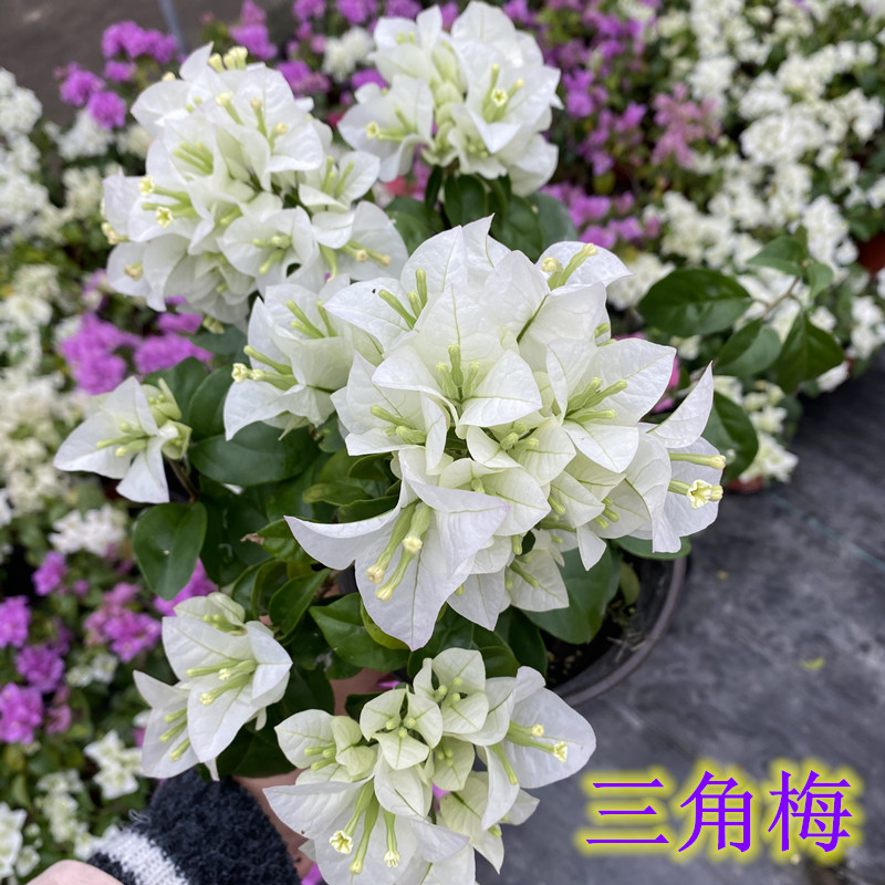 三角梅盆栽带花室内阳台庭院花卉四季开花爬藤老桩多年生耐寒大苗