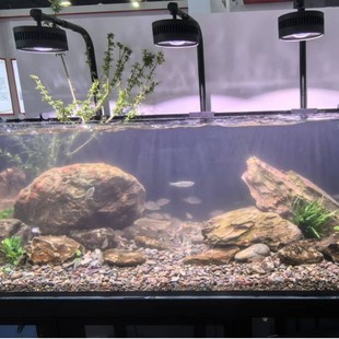 工厂直供捷宝吉罗王灯原生鱼塘溪流缸植物生长灯鱼缸水族观赏鱼灯