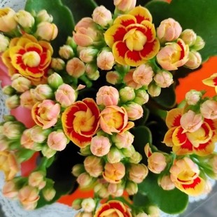 长寿花重辨稀有品种金狐狸盆栽四季 开花室内客厅室内花卉绿植好养