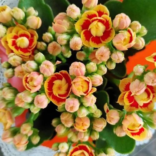 长寿花重辨稀有品种金狐狸盆栽四季开花室内客厅室内花卉绿植好养