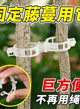 植物瓜果藤蔓固定卡扣