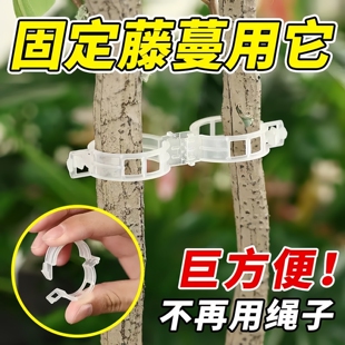 植物瓜果固定卡扣藤蔓吊扶蔓绿植爬藤果树绑带黄瓜西红柿支撑夹环