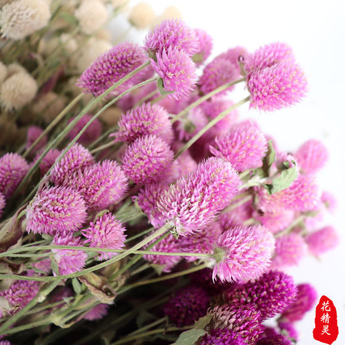 干花千日红粉色白色干花花束 家居装饰花束diy干花