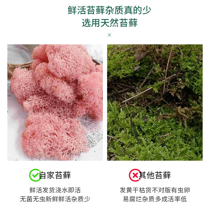 永生苔藓盒装苔藓植物墙造景苔藓橱窗室内装饰品微景观永生花苔藓