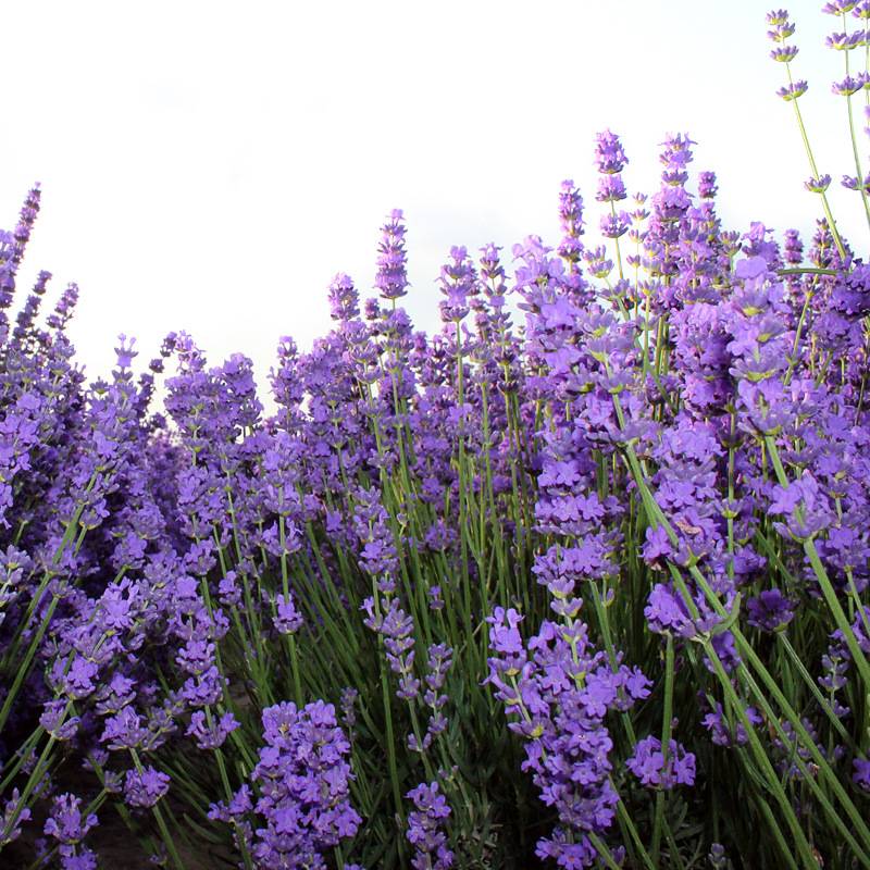 新疆伊犁薰衣草 干花薰衣草干花散装干净度高新货薰衣草