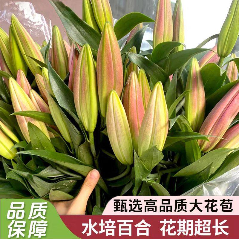 百合花鲜切花室内客厅阳台四季观赏新鲜浓香型植物花卉家插花礼物