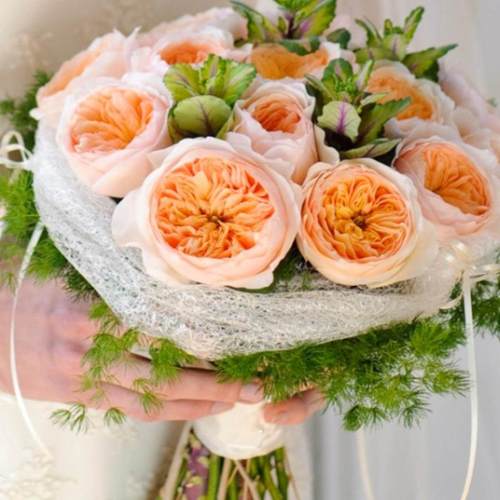 1加仑月季 果汁阳台蜻蜓乐柏詹尼斯凯丽葵朱丽叶戴维阳台盆栽庭院