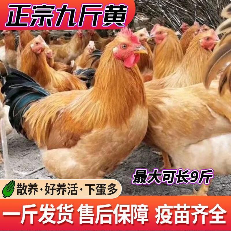 散养纯种巨型1一斤半九斤红鸡活苗九斤黄公鸡活苗半大青年阉鸡苗