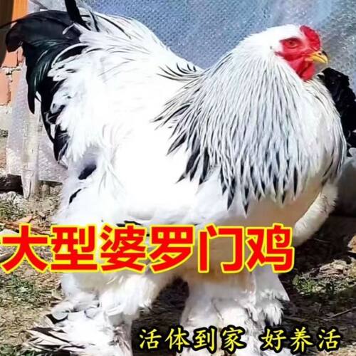 纯种婆罗门鸡活体焚天鸡脱温鸡苗