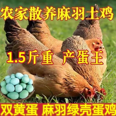 纯种1.5斤麻羽鸡绿壳蛋鸡