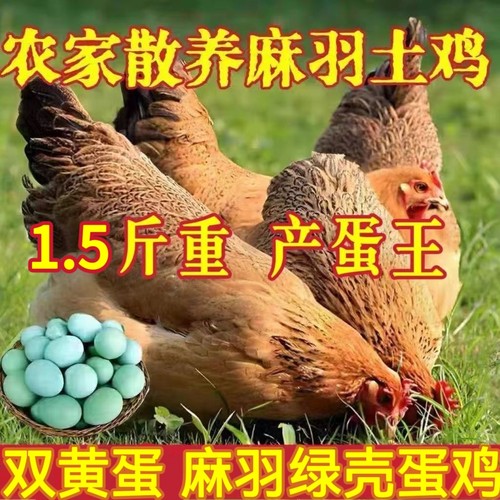 纯种1.5斤麻羽鸡绿壳蛋鸡
