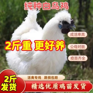 纯种2斤白凤乌鸡活苗泰和乌鸡半大脱温鸡苗乌骨鸡苗土鸡竹丝鸡苗