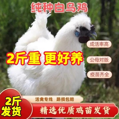 白凤乌鸡活苗泰和乌鸡半大脱温